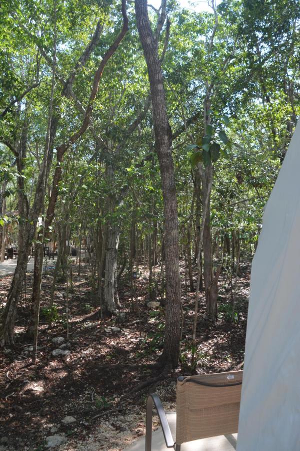 Glamping Mayan Glam Τουλούμ Εξωτερικό φωτογραφία